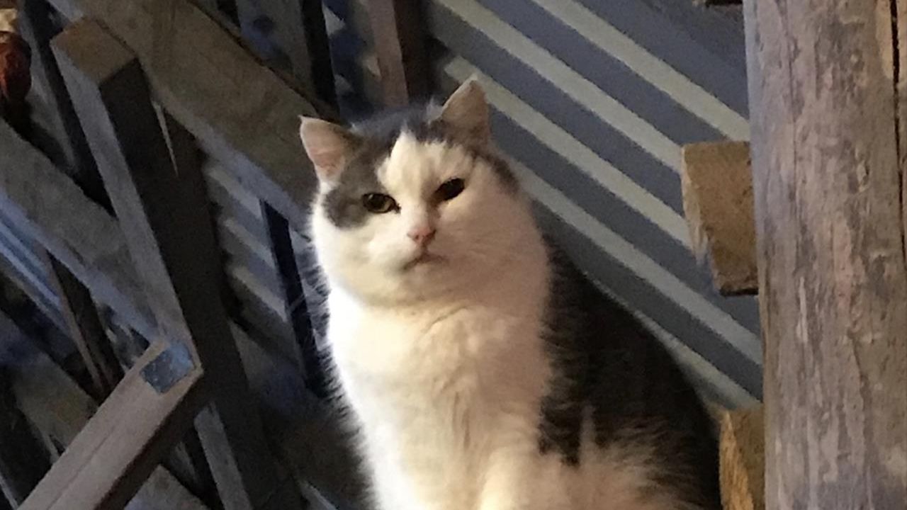 Unsere Katzen Unsere Katzen
